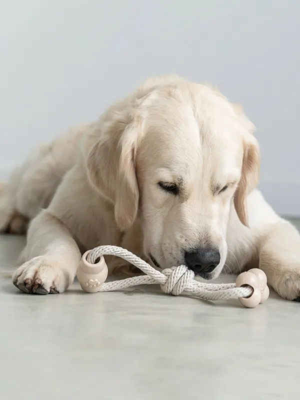 Dog toy, 28 cm, rubber / cotton, Beige, Bone and barrel on rope, Playful pet, image-1
