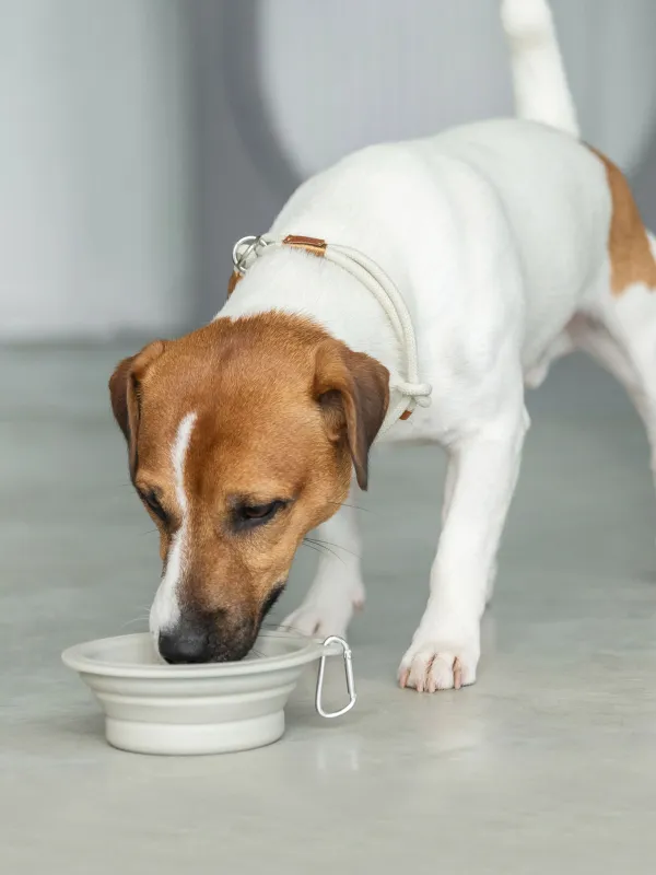 Pet bowl, 14x15 cm,420 ml, travel, folding, plastic / rubber, grey, Fast pet, image-4