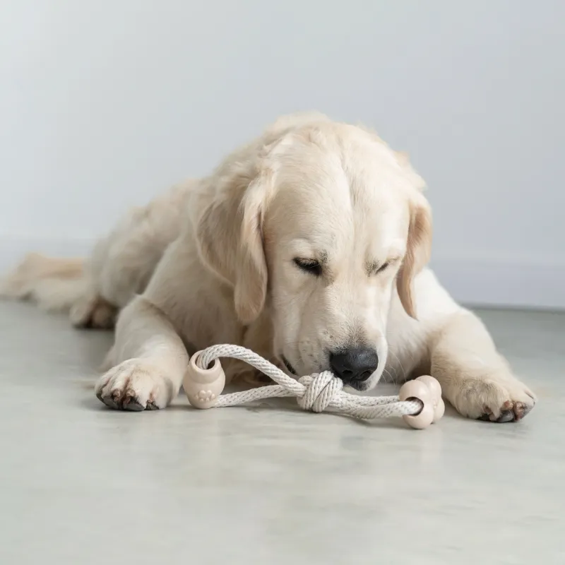Dog toy, 28 cm, rubber / cotton, Beige, Bone and barrel on rope, Playful pet, image-1