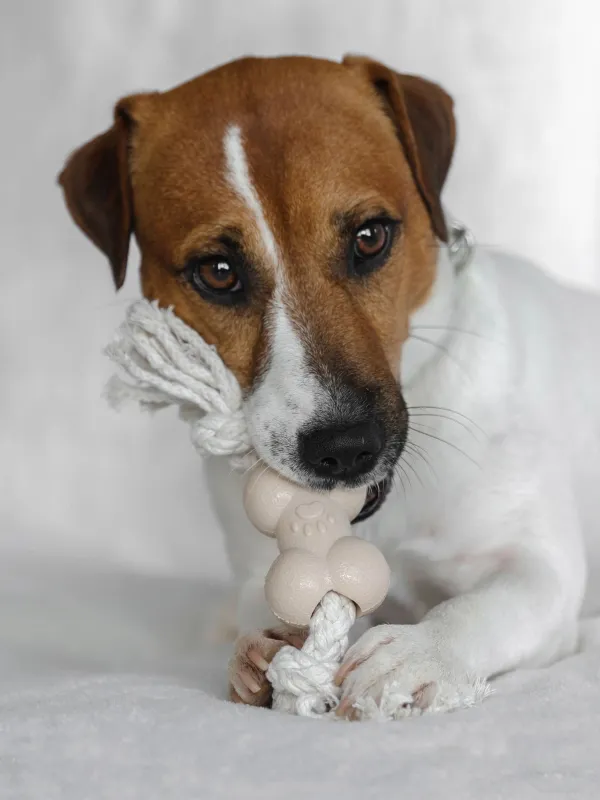 Dog toy, 21 cm, rubber / cotton, Beige, Bone on rope, Playful pet, image-4