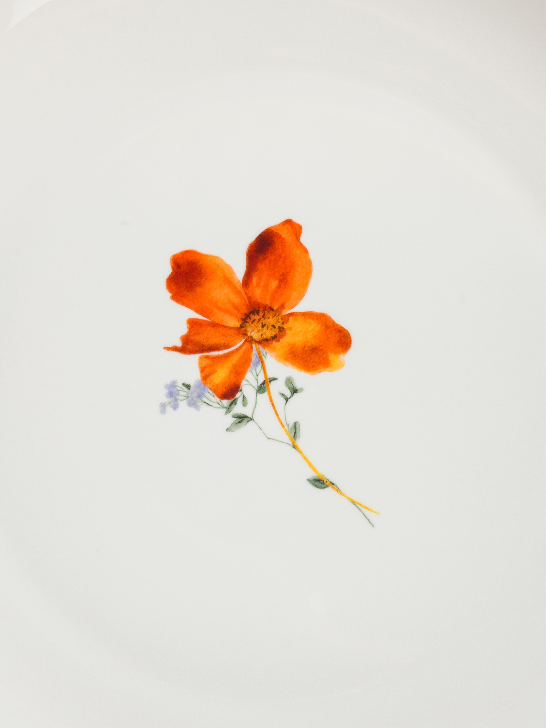 Dinner plate, 28 cm, porcelain N, white, with golden edging, wildflowers, Yarrow, image-6