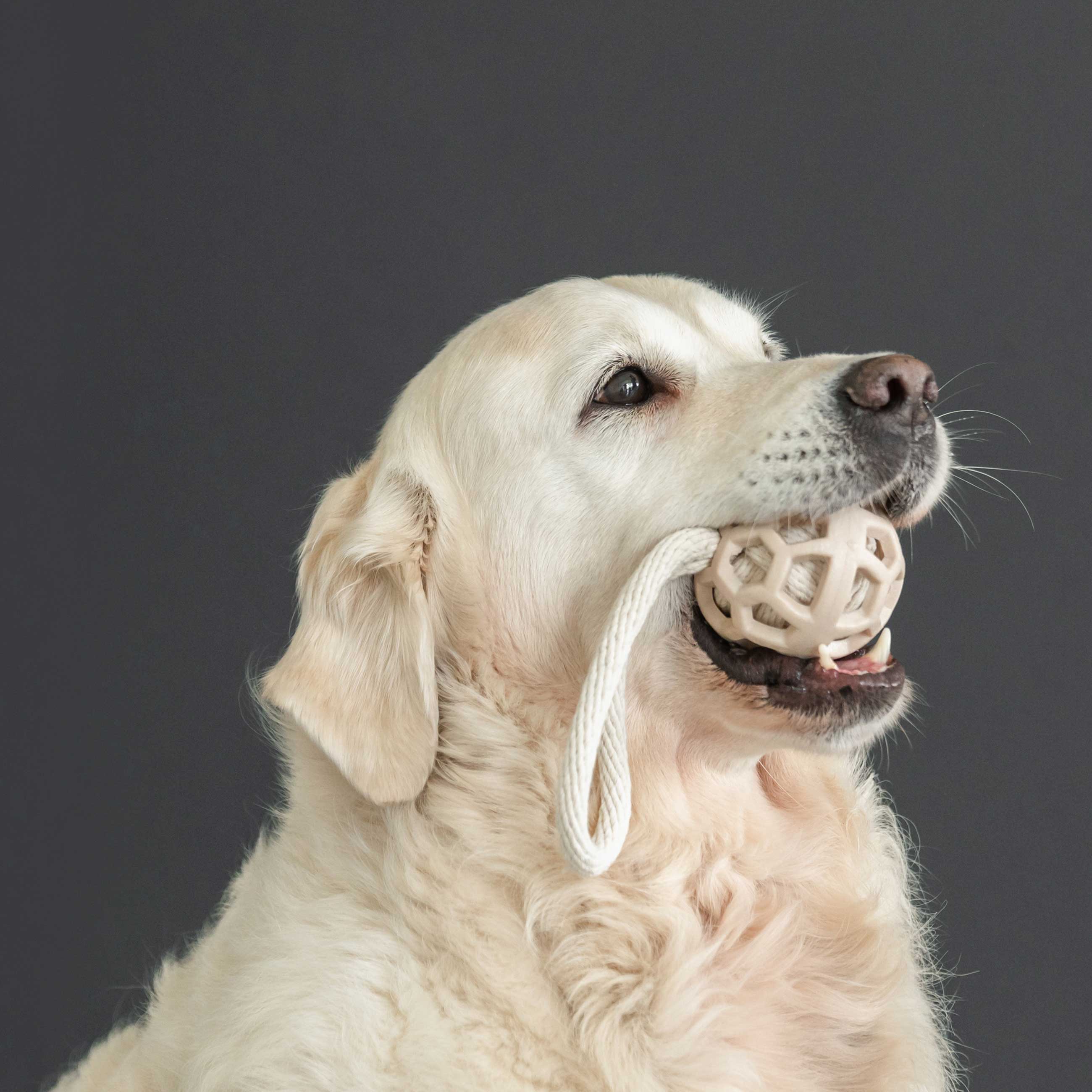 Dog toy, 7x21 cm, rubber / cotton, beige, Ball on loop, P; ayful pet, image-1