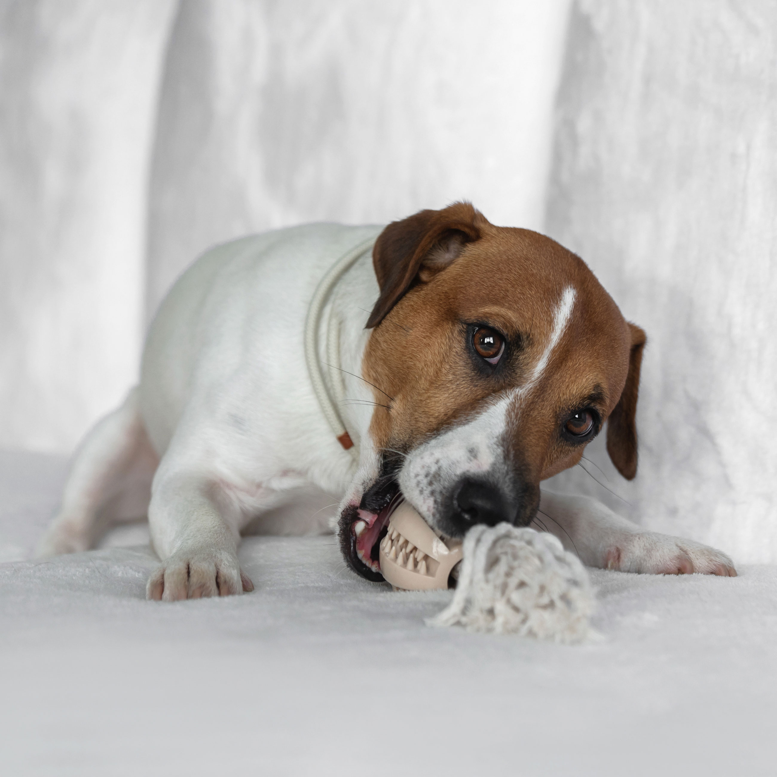Dog toy, 28 cm, Rubber / cotton, Beige, Rope ball, Playful pet, image-1