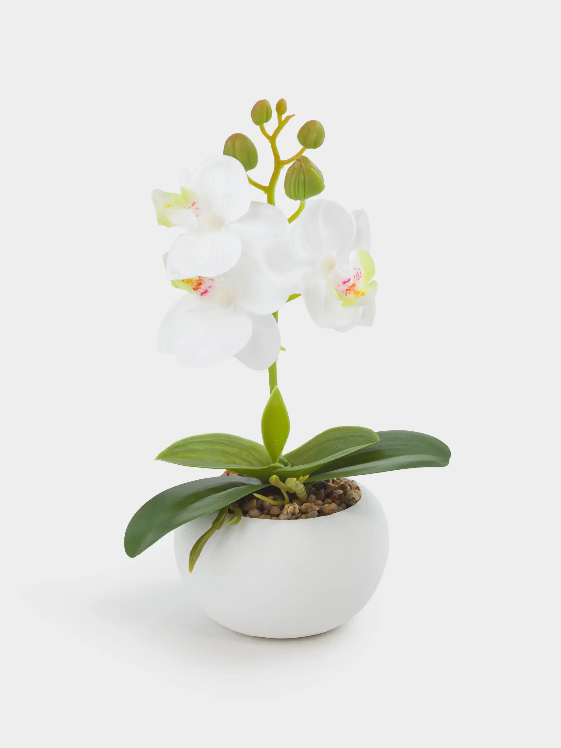 Artificial plant, 22 cm, in a pot, Thermoplastic rubber / ceramic, White Orchid, Orchid, image-0