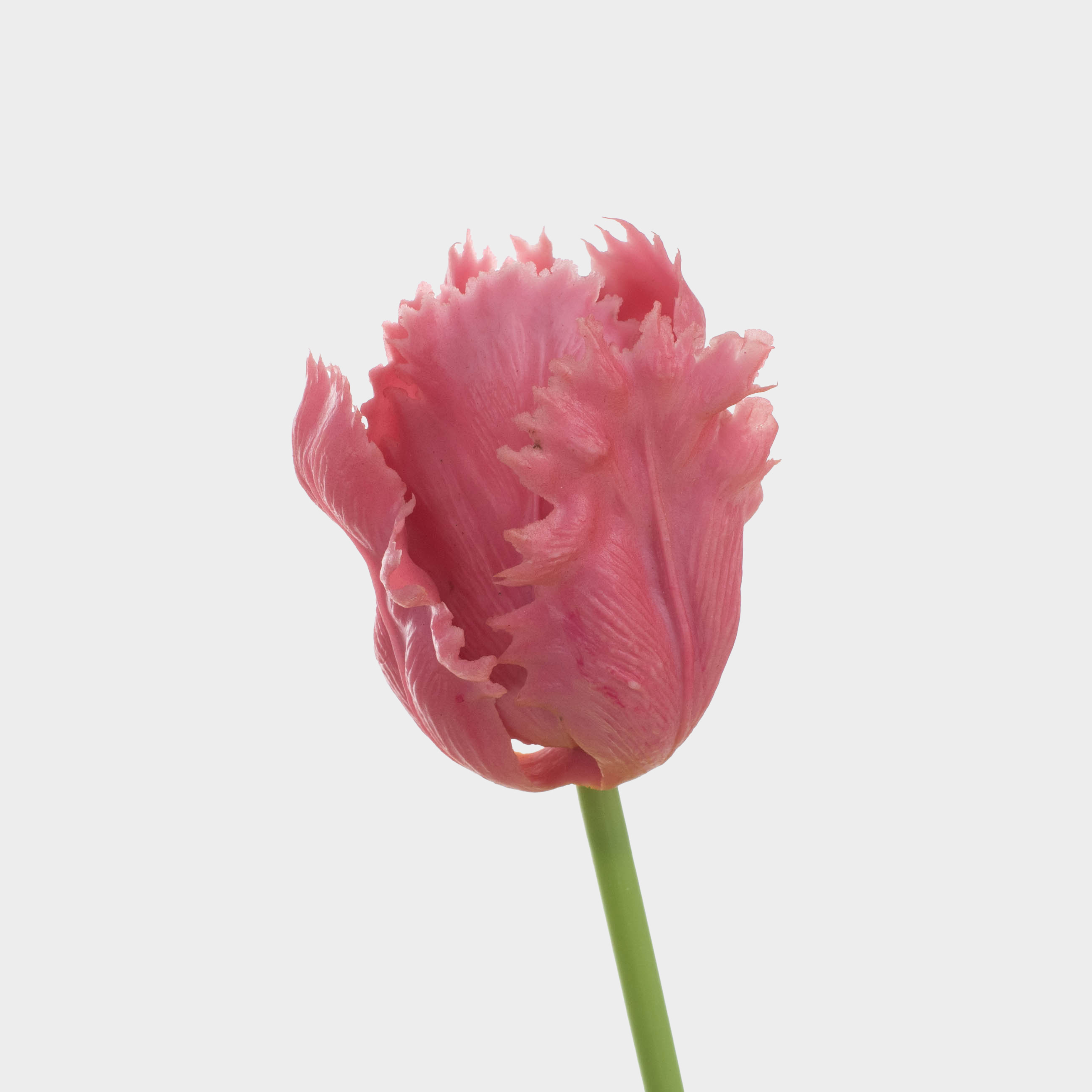 Artificial flower, 47 cm, TEP, Purple tulip, Tulip garden, image-1