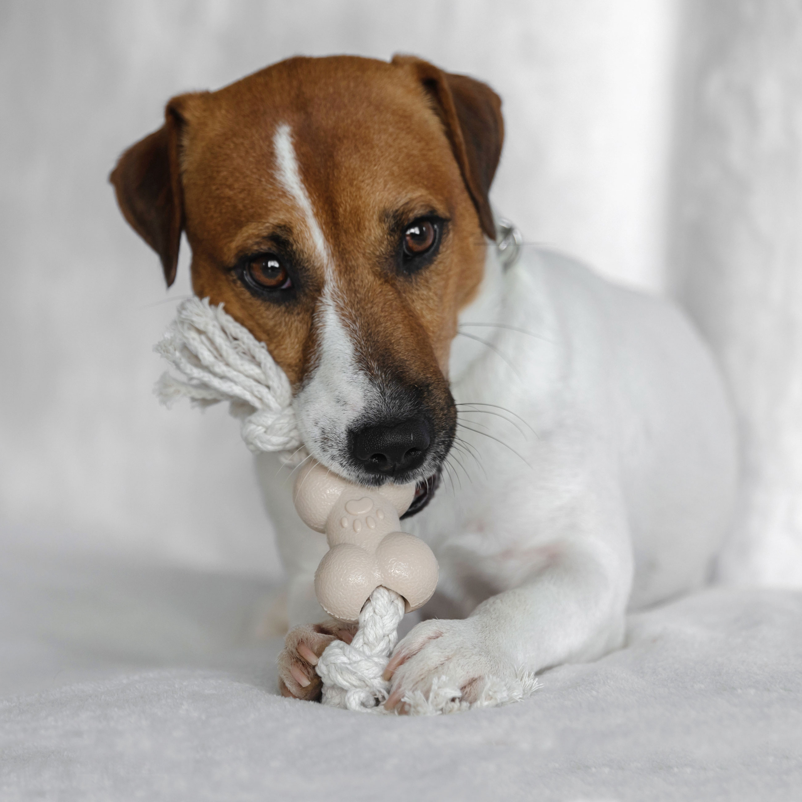 Dog toy, 21 cm, rubber / cotton, Beige, Bone on rope, Playful pet, image-1