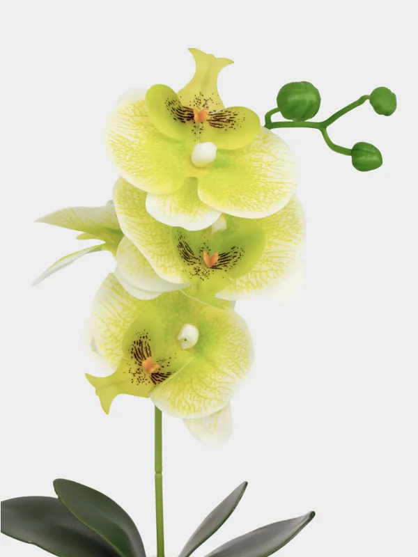 Artificial plant, 34 cm, in a pot, TPE / ceramic, Green orchid, Orchid, image-1