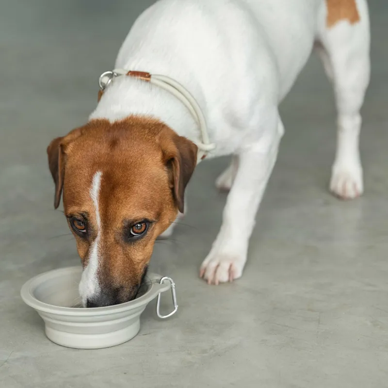 Pet bowl, 14x15 cm,420 ml, travel, folding, plastic / rubber, grey, Fast pet, image-4