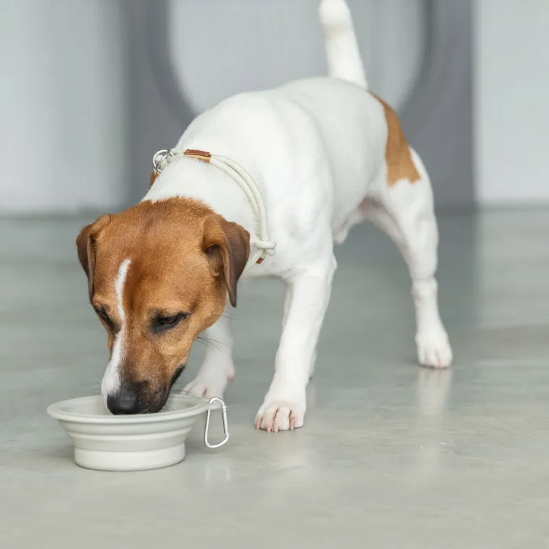 Pet bowl, 14x15 cm,420 ml, travel, folding, plastic / rubber, grey, Fast pet, image-3